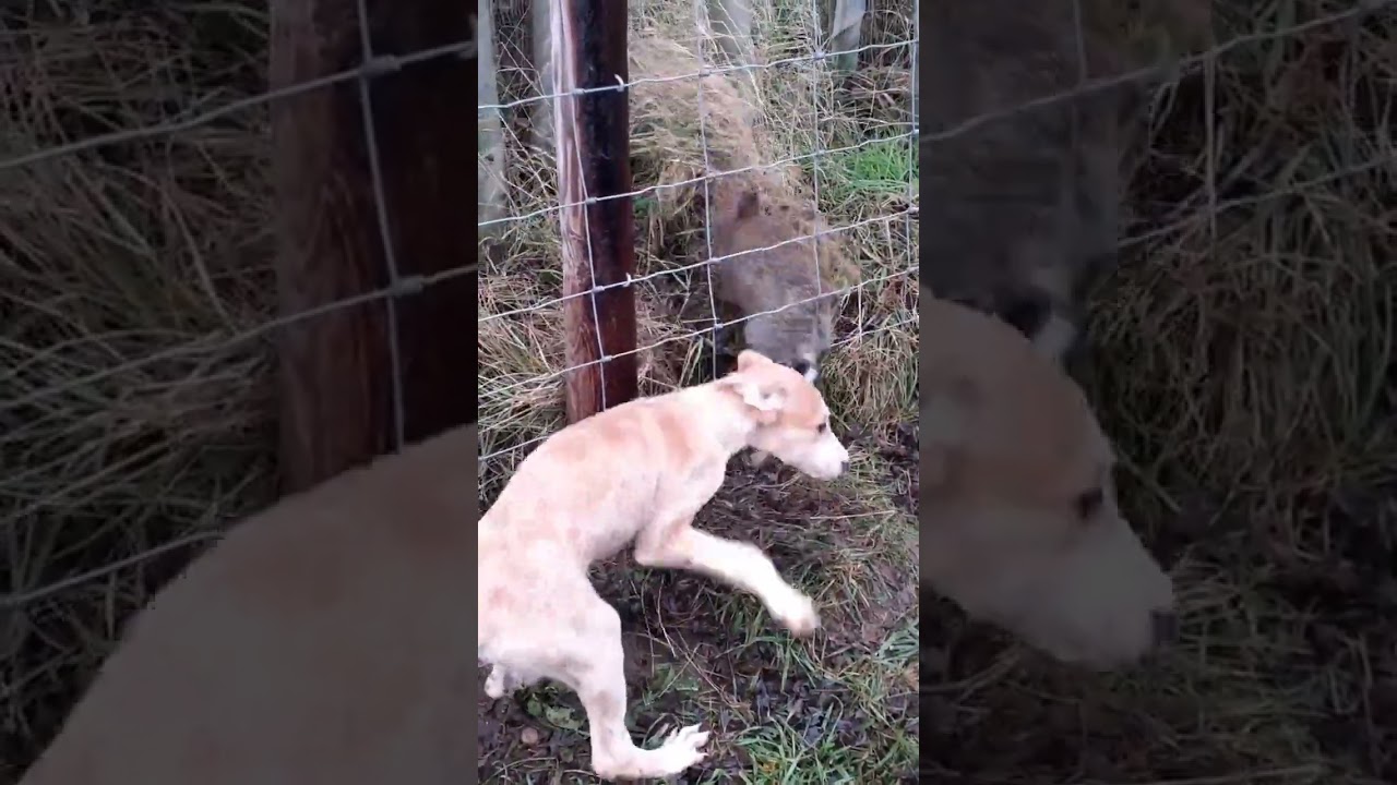 rabbit snaring in the uk 