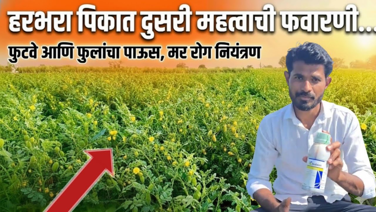हरबरा पिकाची दुसरी महत्त्वाची फवारणी/ हरबरा वाढी साठी कशाची करावी?