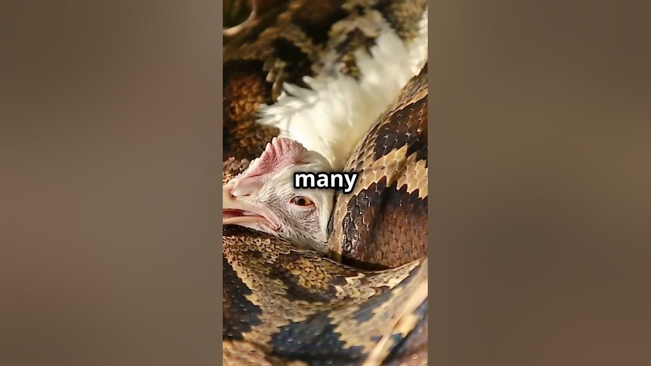 pythons and poisonous snakes comparison #python #snake #shorts - YouTube