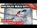 Pancingan Murai Batu Agar Bunyi Cililin Dengan Suara Murai Tarung Nembak Mp3 - Mp4 Download