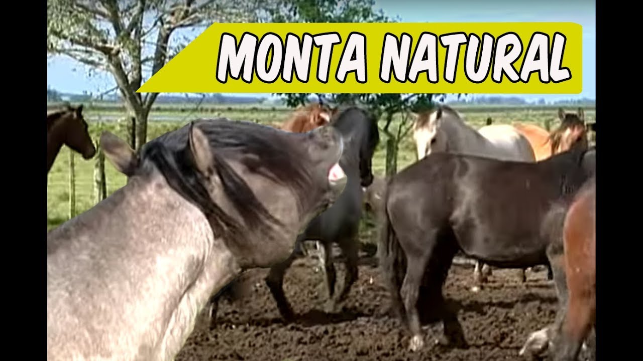 Garanhão Crioulo na manada/ Cabanha Santa Edwiges