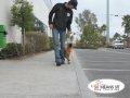 Teaching a Puppy to Heel Teaching a Puppy to Heel