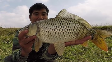 Cận Cảnh Cá Chép Siêu To Kéo Bay Cần Ra Giữa Sông - Tim Đập Chân Run