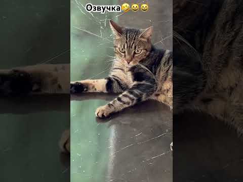 Ржака🤣озвучка😺😺уральские пельмени👍💚#shots#озвучка#питомцы#юмор#прикол#ржака#уральскиепельмени#