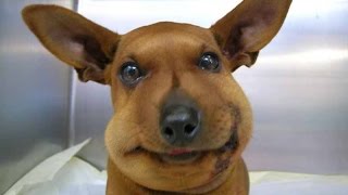 Dog's and Cats who got stung by bees and it's kinda funny