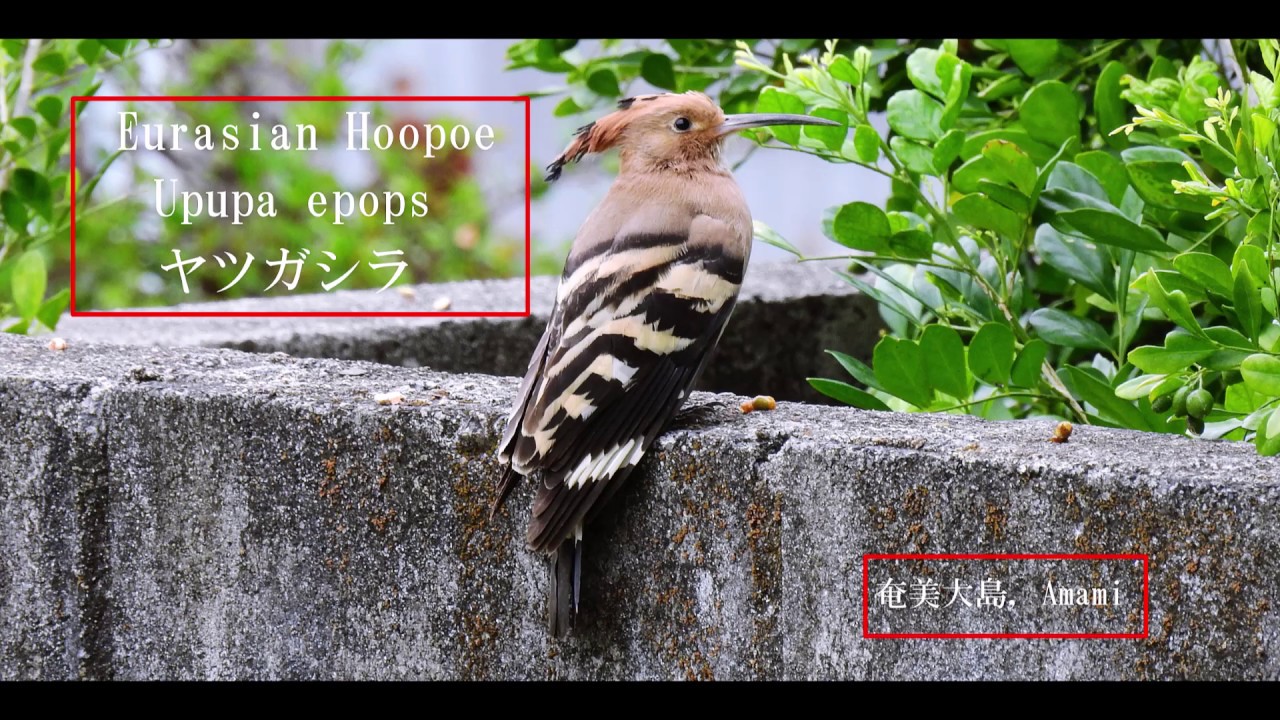 Eurasian Hoopoe - Upupa epops - ヤツガシラ 