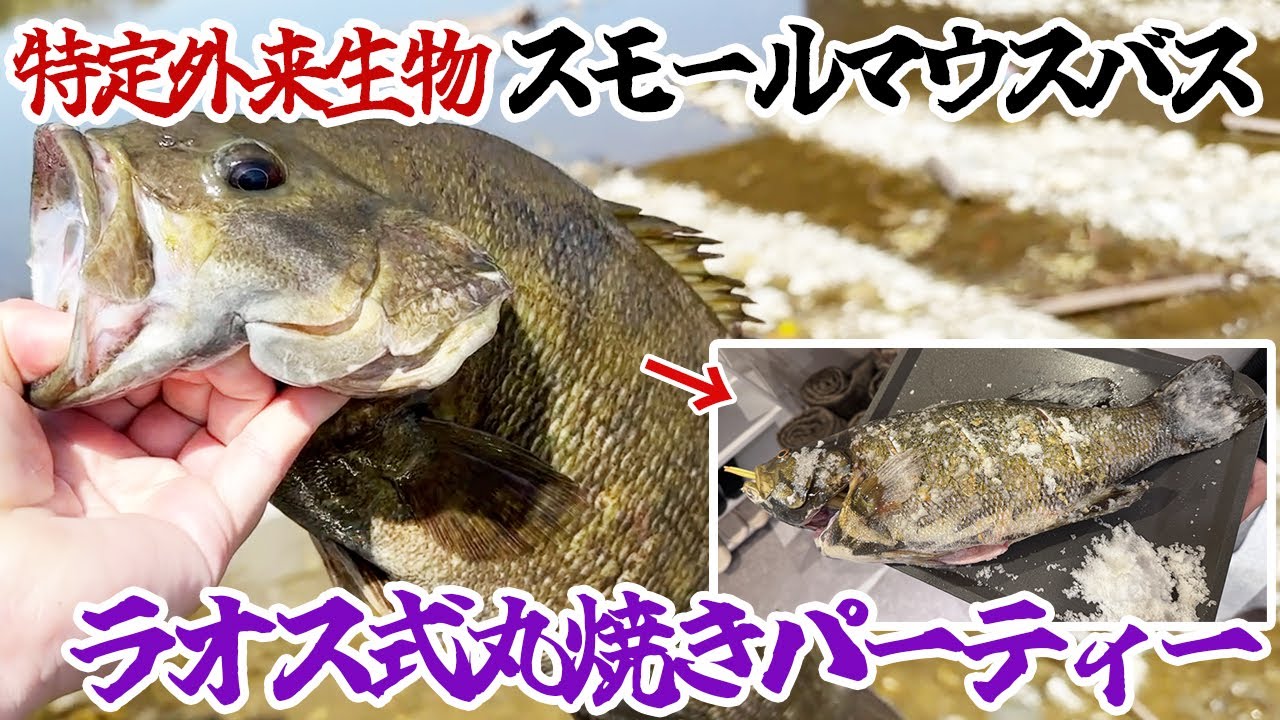 特定外来生物スモールマウスバスでラオス式丸焼きパーティー