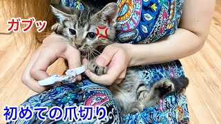 初めての爪切りが嫌すぎて激怒して飼い主を全力で噛みついてしまった子猫ｗ