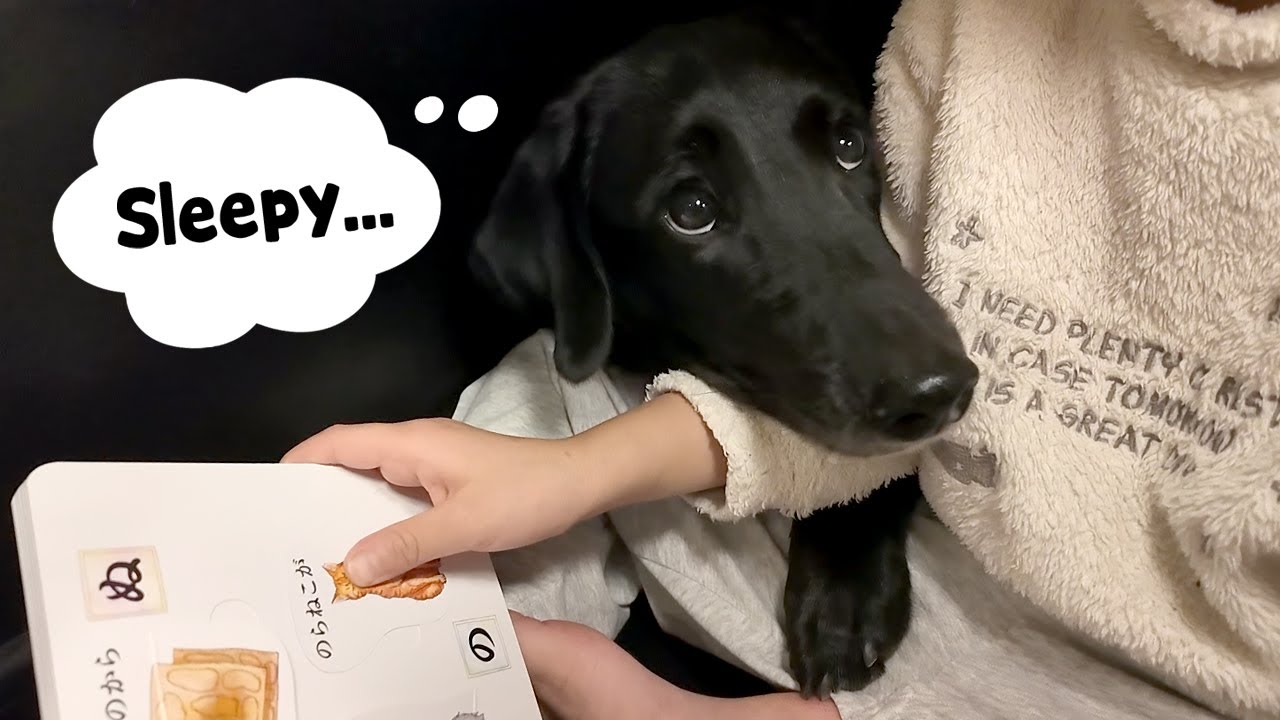 Dog Vlog] A dog patiently endures endless reading aloud. - YouTube