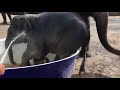 baby elephant shower in a plastic basin.