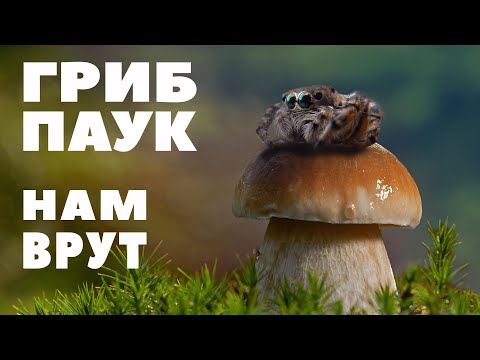 ЗНАНИЕ СИЛА - Почему Пауки НЕ Насекомые, а Грибы НЕ Растения