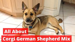 What you need to know about Corgi German Shepherd Mix?