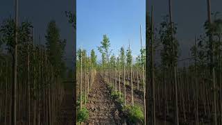 Bambu Fidan Bağlama Sistemi .