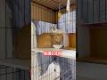 保護5日目。かたまる猫さん。