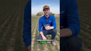 Wheat Field Secrets: Boost Yield with T1 Fungicide #shorts Wheat Field Secrets: Boost Yield with T1 Fungicide #shorts