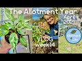 Broad Bean Support, Chilli and Pepper Update &amp; Flower Mound Plans | The Allotment Year 2021 VLOG