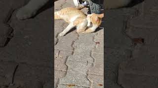 Şfet