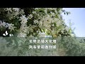 长势迅猛大花墙 风车茉莉香到家 长势迅猛大花墙 风车茉莉香到家