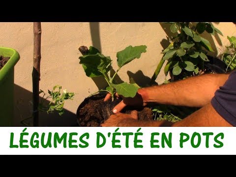 CULTURE EN POTS / Tomates, Poivrons et Aubergines