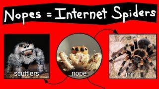 Nope Chart  Internet Names for Spiders
