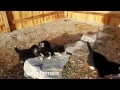 Bernese mountain dog puppies follow their mom