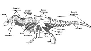 A Guide to Paleontological Terms