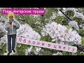 Зацвели яблони в Парке Ангарские Пруды. Красота сказочная.