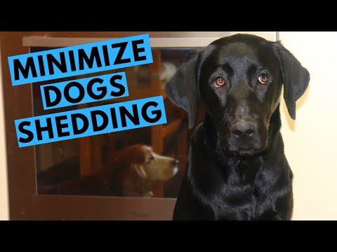 Come minimizzare Dog spargimento con Andy Labrador