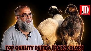 2-2 Daant |Top Quality Dumbe | Rare Color | Available | JD Goat Farm