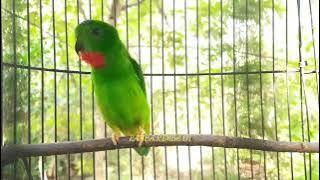 Serindit Gacor Suara Ribut Bagus Untuk mikat dan masteran