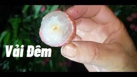 Vải Đêm l Vải Thiều Lục Ngạn l Núi Đồi Lục Ngạn