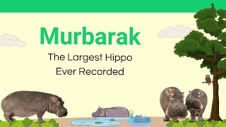 MurBarak: The Largest Hippo on Record