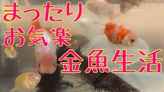 【金魚生活】金魚好き同士のまったり金魚トーク