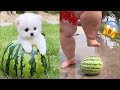 Tik Tok Chó Phốc Sóc Mini 😍 Funny and Cute Pomeranian #314