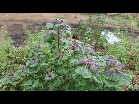Video: Perilla Busk Eller Basilikum (Perilla Ocymoides L) - Prydplanter Og Medisinske Planter
