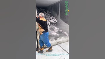 Frozen Fish Unloading: Stack Collapse for Efficient Cargo Delivery