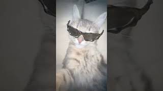 Cat rizz #rizz #rizzleshortvideo #cats #viral #tiktokvideo