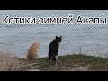 Котики Анапы зимой