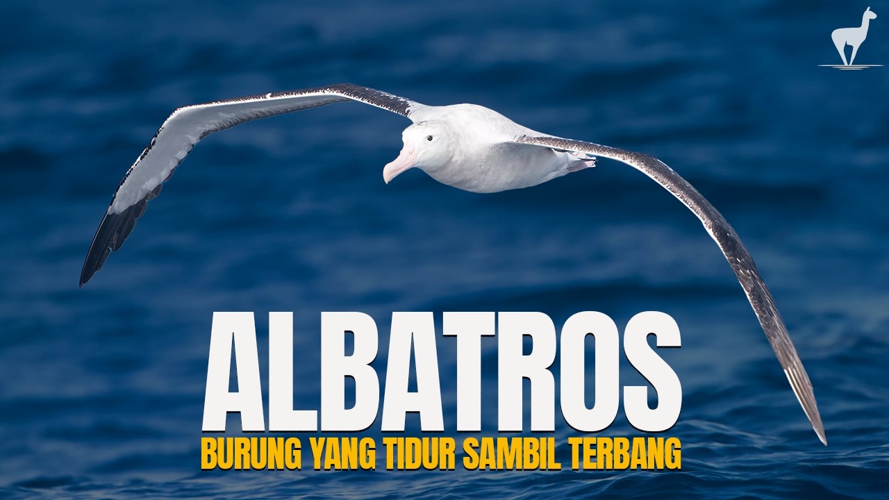 Albatros: Penjelajah Samudra yang Bisa Tidur Sambil Terbang