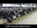 Tour of modern expanding dairies in china