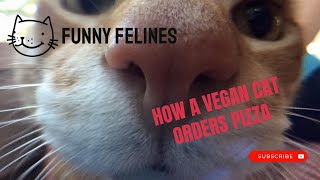 FUNNIEST CAT VIDEOS 😹 FUNNY CATS COMPILATION #59 #cat #funnycats #catcompilation #funnyanimals by Funny Felines 720 views 7 months ago 39 minutes