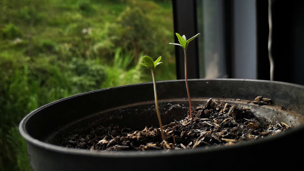 TIME LAPSE DE CANNABIS EN CRECIMIENTO WEEED