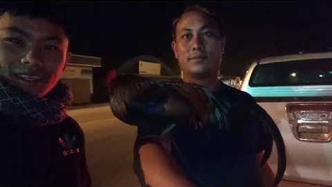 Mo no mu xa kuv tu lau qaib dib zoo nraug noob qaib dib tuaj zoo