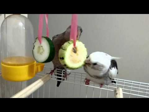 Vídeo: Qual é A Melhor Forma De Alimentar Os Pássaros No Inverno