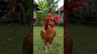 Download Lagu The Discovery of a Two-Headed Chicken Causes a Stir #naturalphenomenon MP3