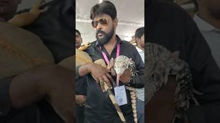 Famous Chikoti Praveen Kumar Anna Catching His Pets #shorts #viral #pets Net Worth
