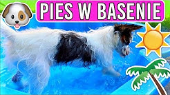 PIES W BASENIE 🐶💦☀️ 🌴