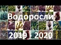 16. Водоросли (6 класс) - биология, подготовка к ЕГЭ и ОГЭ 2020