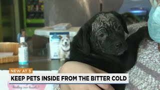 Call Stray Rescue if you see pets out in the cold