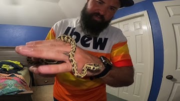 Jaguar Carpet Python enclosure and snake